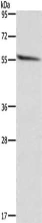 ACVR2B Antibody