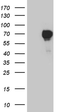 ADAMTS1 Antibody