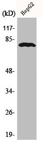 ADARB1 Antibody