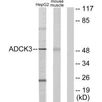 COQ8A Antibody