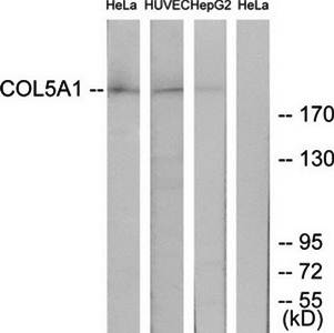 Collagen V α1 Antibody