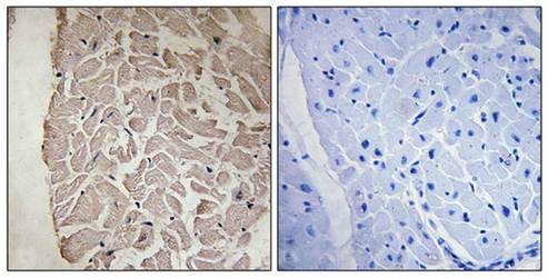 Collagen VI α1 Antibody