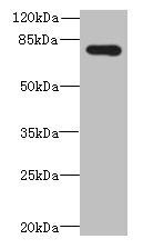 ADGRL4 Antibody