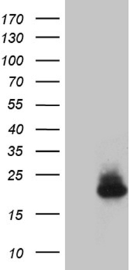 ADH5 Antibody