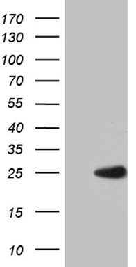 ADH5 Antibody