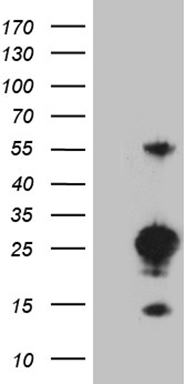 ADH5 Antibody