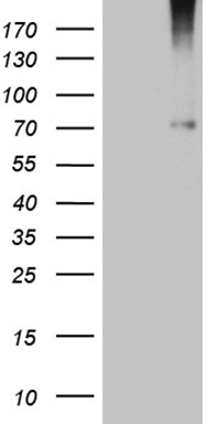 ADH5 Antibody