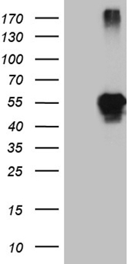 ADH5 Antibody