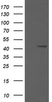 ADH7 Antibody