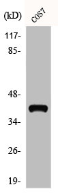 ADH7 Antibody