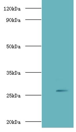 ADIPOQ Antibody
