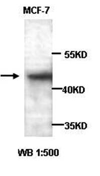ADIPOR1 Rabbit Polyclonal Antibody