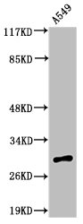 ADIPOQ Antibody