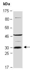 ADIPOQ (M) Antibody, Rabbit Polyclonal