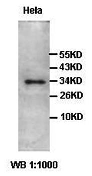 ADO Rabbit Polyclonal Antibody