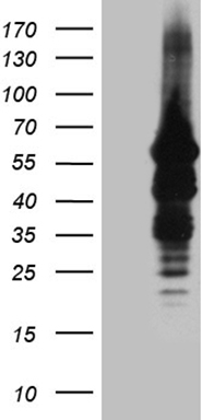 AAAS Antibody