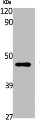 ADRB2 Antibody