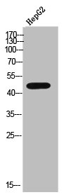 ADRB2 Antibody