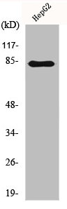 GRK3 Antibody