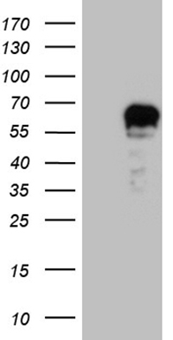 AFAP Antibody