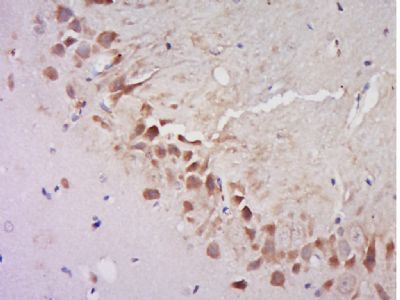 AGFG2 Rabbit Polyclonal Antibody