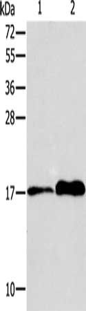 AGR3 Antibody