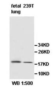 AGR3 Rabbit Polyclonal Antibody