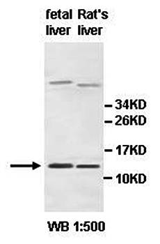 AHSP Rabbit Polyclonal Antibody