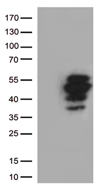AIFM1 Antibody