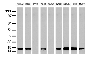 AIFM1 Antibody
