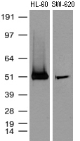 AIFM1 Antibody
