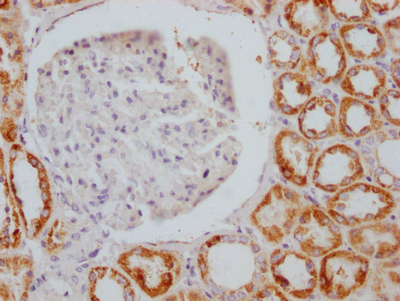 AIFM1 Antibody