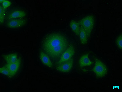 AIFM2 Antibody