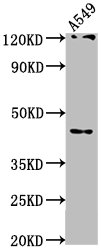 AIFM2 Antibody