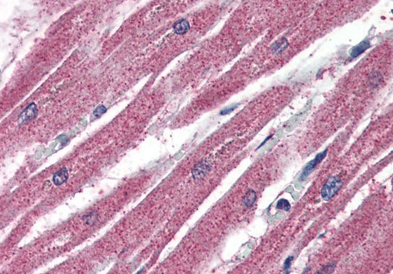 Goat anti-AMID / PRG3 Antibody