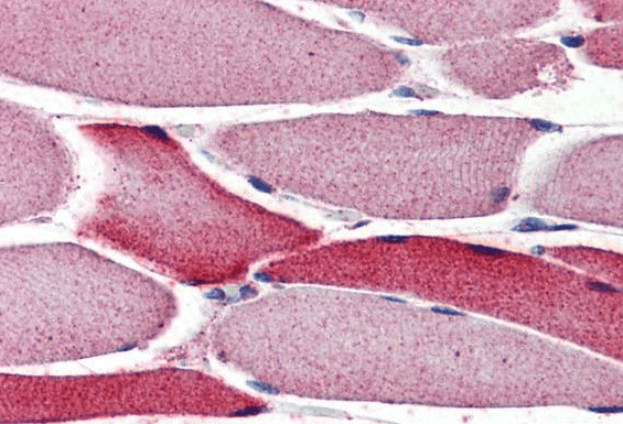 Goat anti-AMID / PRG3 Antibody