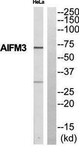 Collagen XI α1 Antibody