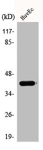 AIM2 Antibody
