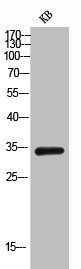AIMP1 Antibody