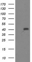 AK3 Antibody