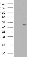 AK4 Antibody