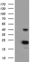 AK4 Antibody