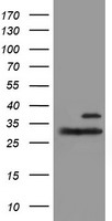 AK4 Antibody