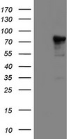 AK4 Antibody