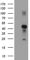AK4 Antibody