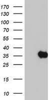 AK4 Antibody