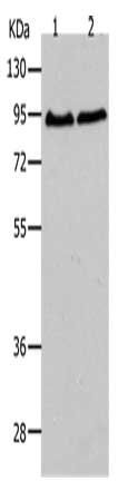 AKAP8 Antibody