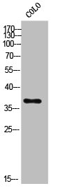 AKR1C2 Antibody
