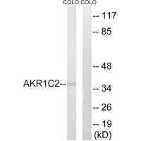 AKR1C2 Antibody