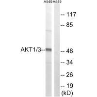 AKT1/AKT3 Antibody